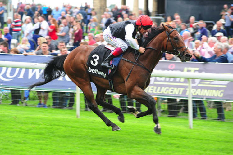 cracksman "bouncing" with conditions right for champion stakes