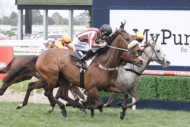 steel frost winning the mypunter.com (bm78)