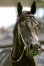 Paratroopers was a top 3yo winner