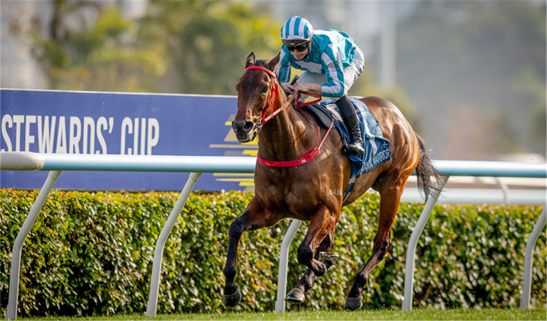 Romantic Warrior's Trainer Concedes His Champion Is Up Against ...