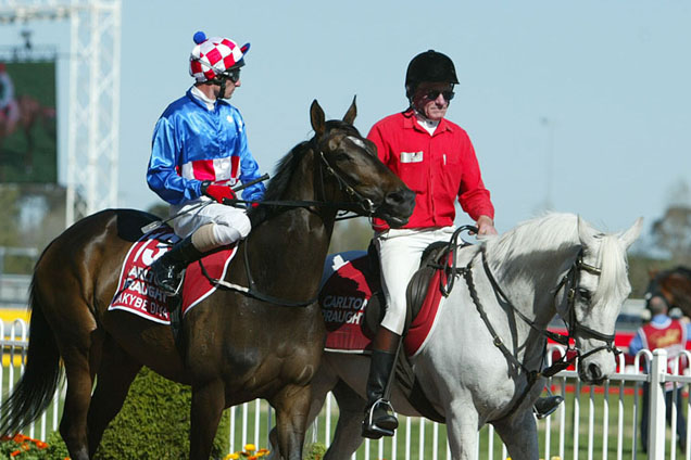 Makybe Diva parading on 18 Oct, 2003