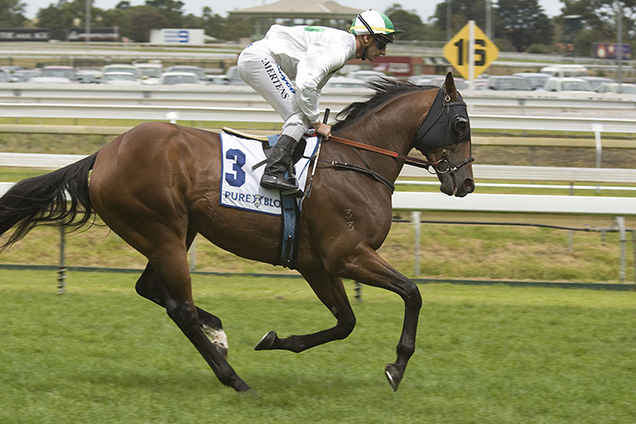Sirmione running in the Pure Blonde - St. George Stks