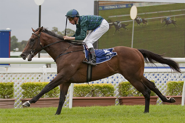 Foxwedge is the sire of promising Canberra galloper Fox Tales Foxwedge is the sire of promising Canberra galloper Fox Tales