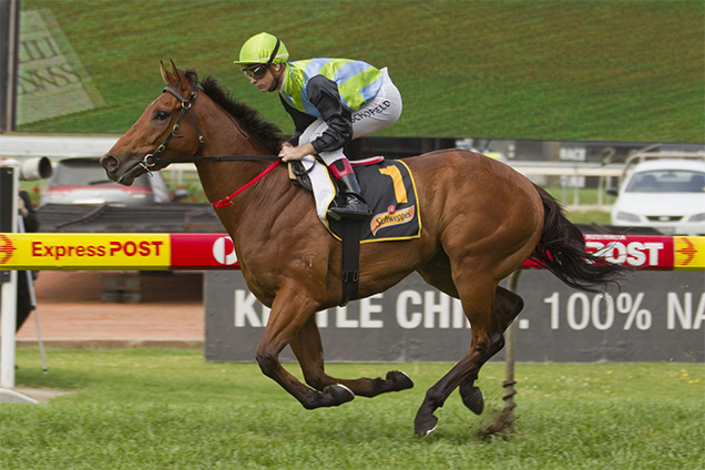 Manawanui won the last race he did in 2011 before last week