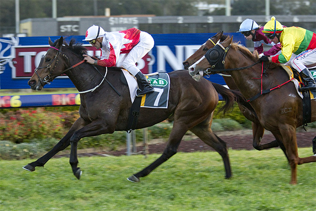 Sienna Red winning the Rosehill Event Centre (Bm70)