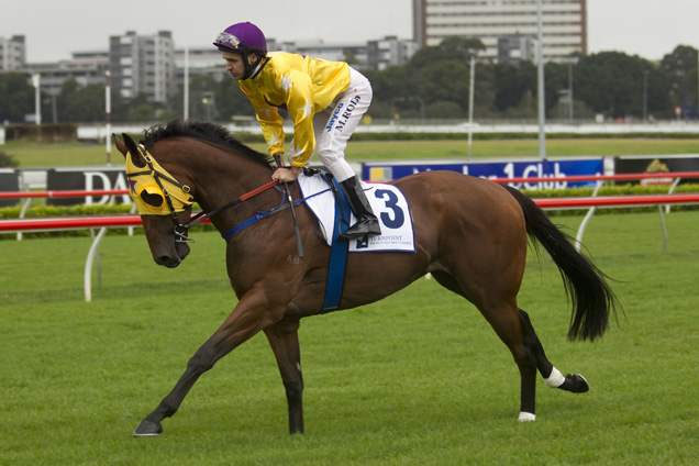 King Saul running in the Turnpoint Royal Randwick Gneas