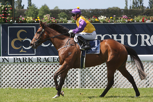 Rollout The Carpet parading on 17 Nov, 2012 after winning N.Z.Bloodstock 40th 1000 Gneas.