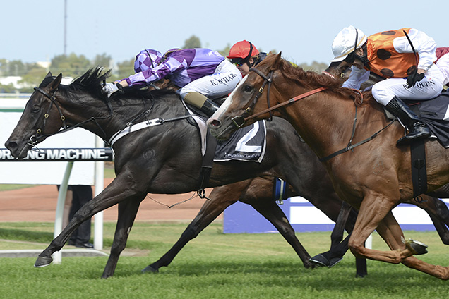 Scream Machine looks value in the David Jones Cup at Caulfield