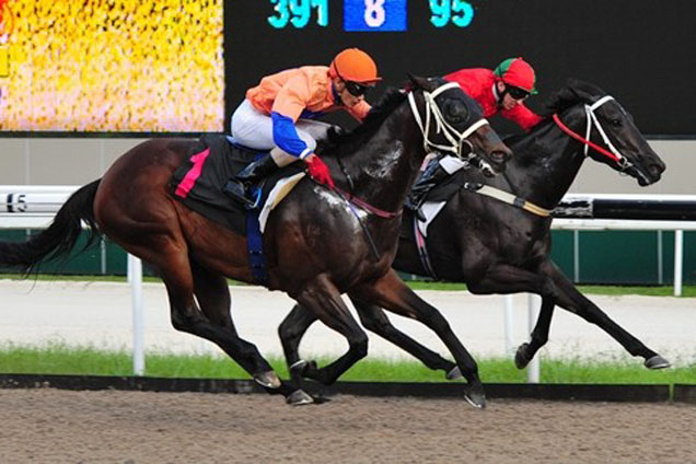 Golden Sand Steed and Got Luck (inside) fight out the finish to Race 9 on Sunday.