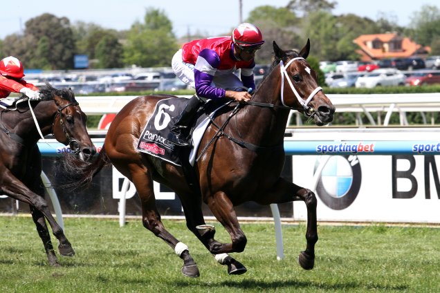 Australian Guineas Bound Hucklebuck