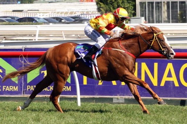 Miracles Of Life winning the 2013 Blue Diamond Stakes