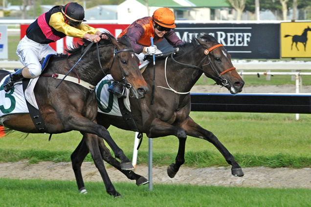 Anniesstar (inside) winning the Ricoh Feilding Gold Cup