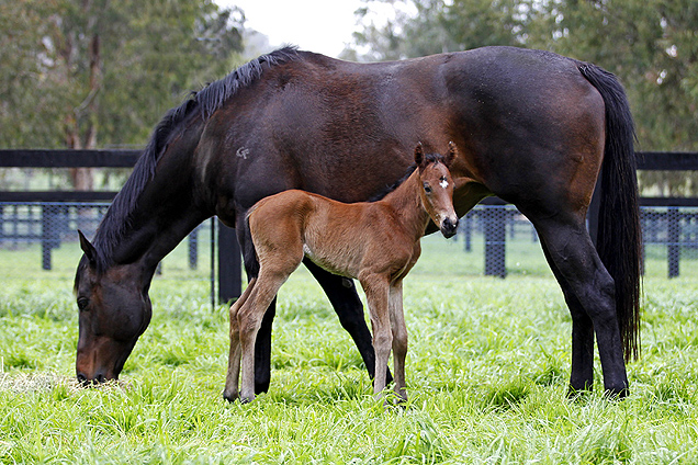 Black Caviar with her first foal