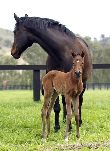 Black Caviar and her foal