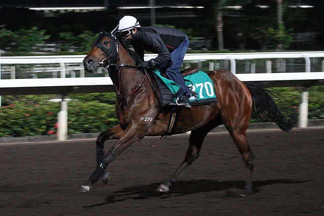 Designs On Rome at track work for Longines Hong Kong Cup.