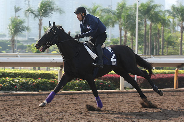 Fiero at track work for Longines Hong Kong Mile.