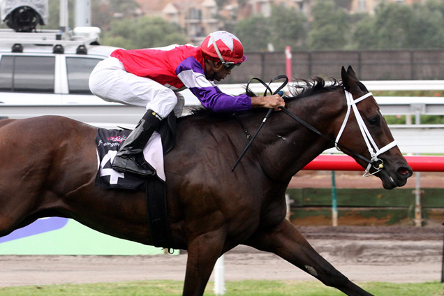 Hucklebuck made a claim for the Australian Guineas