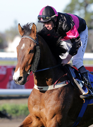 Noble Warrior winning the C'church Casino Winter Classic with Chris Johnson aboard.