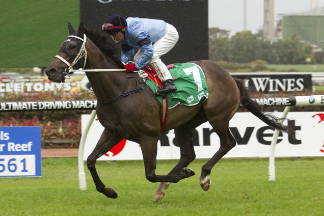 Opinion will be staking a Sydney Cup claim