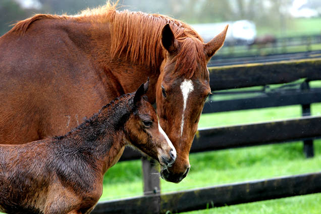 Parfore and foal