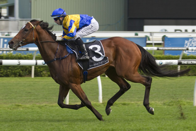 Peace Force heads to Doomben this Saturday for the Lough Neagh Stakes.