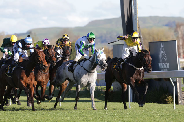 Pure Champion winning the Windsor Park - Horlicks Plate