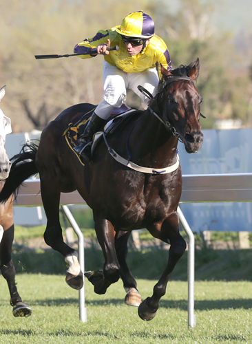 Pure Champion winning the Windsor Park - Horlicks Plate