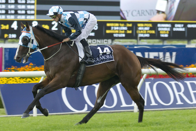 Real Surreal is primed for Saturday's Magic Millions Fillies and Mares Handicap.