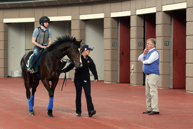 Trainer Sir Michael Stoute watches Longines Hong Kong Vase runner Snow Sky during a paddock schooling session.