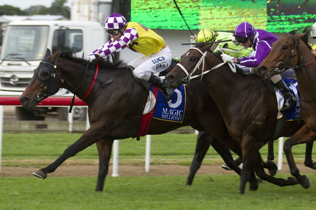 Sacred Star winning in Queensland earlier this campaign