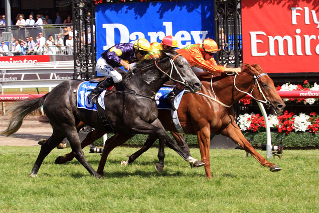 Terravista winning the Darley Classic