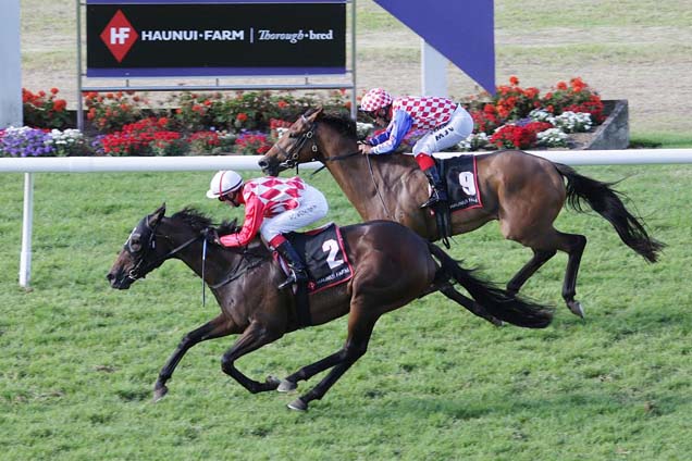 The Tidy Express running in the Rotorua Cup