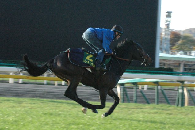 Trading Leather at Tokyo trackwork