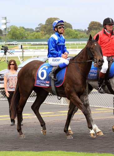 Wawail parading on 15 Nov, 2014 after winning City Of Greater Dandenong Stks.