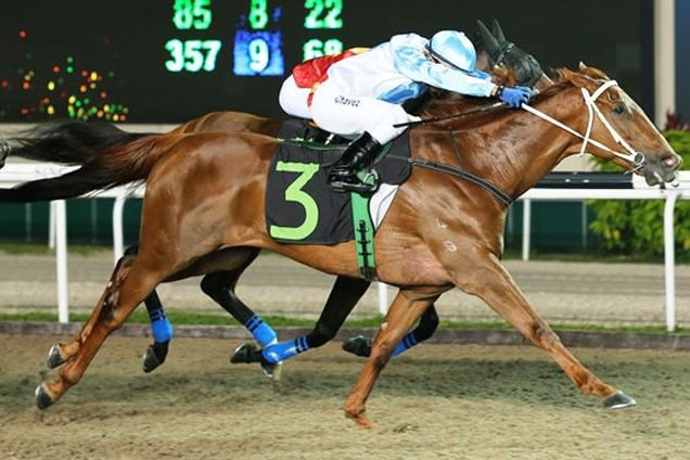 Angry Cat winning the KRANJI STAKES D