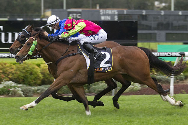 Better Not Blue runs in the Provincial Championships Qualifier at Wyong on Thursday.