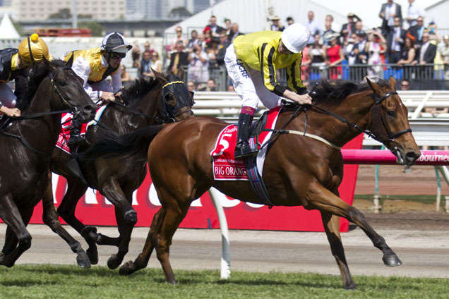 Big Orange running in the 2015 Melbourne Cup