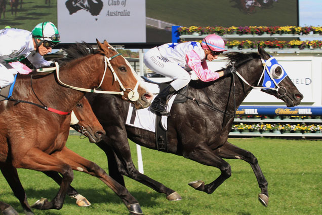 Black Vanquish winning the Thoroughbred Club Cup