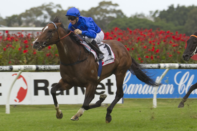 Contributer winning the Ranvet Stakes