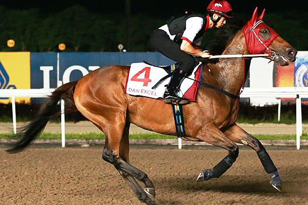 Dan Excel, with track rider Yeung Kai-tong astride, way out for his trackwork.