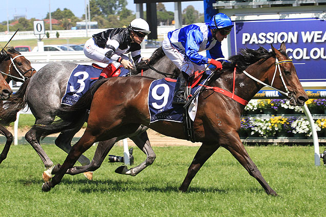 Dawnie Perfect has drawn the outside stall in the 2016 Queensland Oaks.