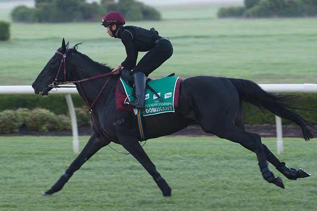 Dominant at Trackwork