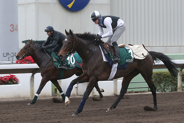 Flintshire (nearside) in track-work for LONGINES Hong Kong Vase.