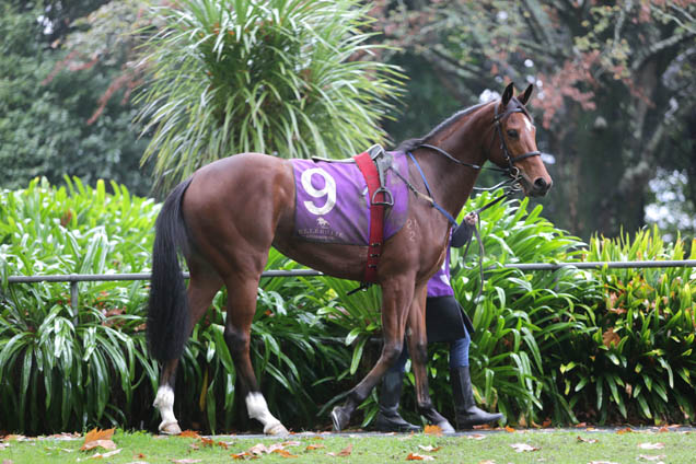 High Class before running in the G.Thomson Great Nthn Foal Stks