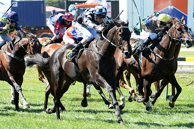 Kawi winning the Hooker Pacific Taranaki Cup.