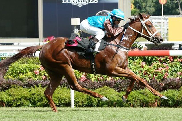 Kiwi Karma looks well placed in the Amcham Cup at Kranji on Friday night.