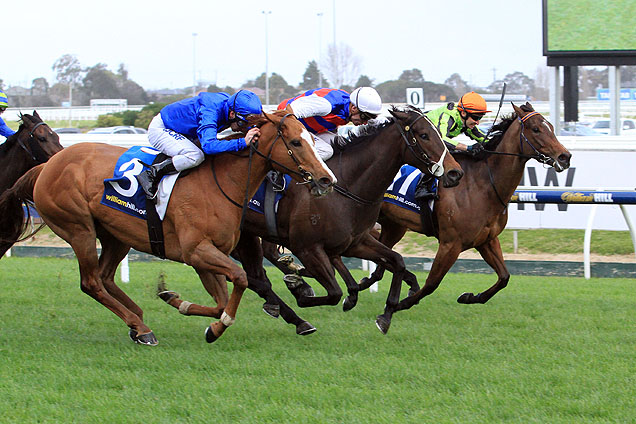 Madam Gangster (middle) winning the William Hill Sprint Series Ht