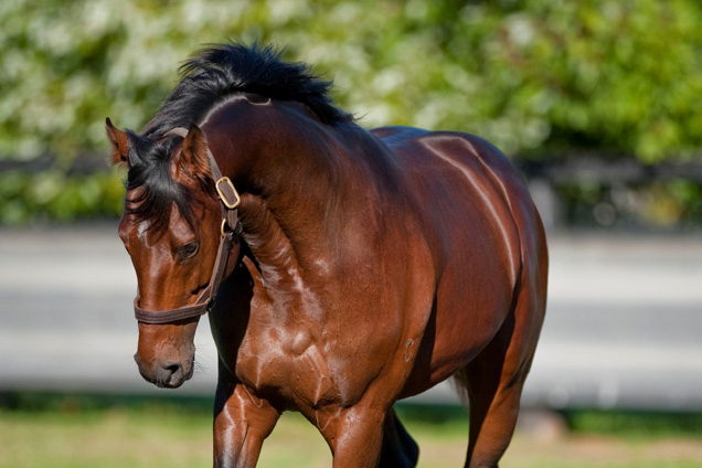 Manhattan Rain- Arrowfield Stud Pictures