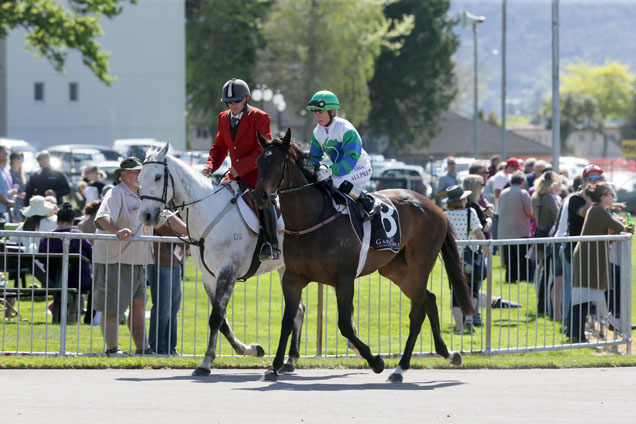 Mary Quant parading after winning Nzb Ins. Pearl Series (Bm65) on 17 Oct, 2015