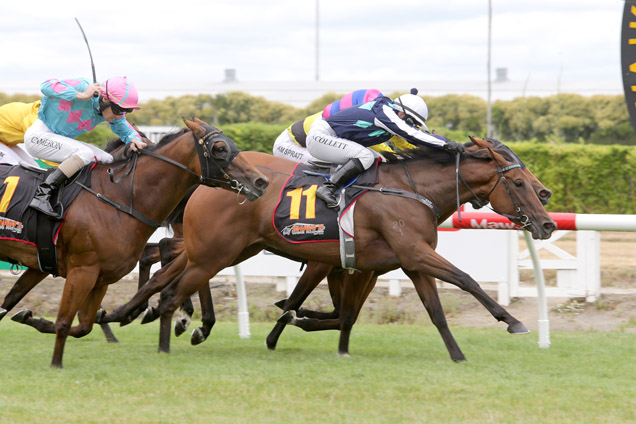 Massofdash winning the Nzb Insur. Pearl Series (Bm65)